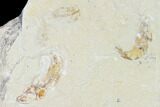 Cretaceous Fossil Fish (Gaudryella) and Shrimp - Lebanon #162834-1